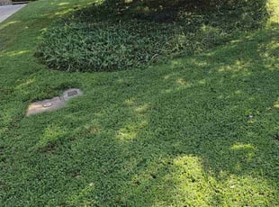 Mary C.'s turf care service result