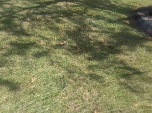 Denise C.'s lawn service service result