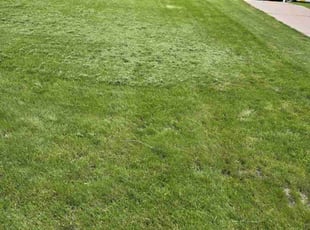 Karl R.'s turf maintenance service result