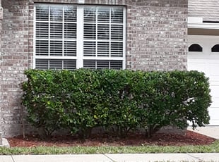 Christin J.'s Bush Trimming service result