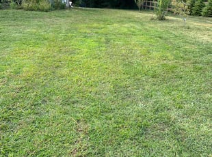 Evan C.'s grass cutting service result
