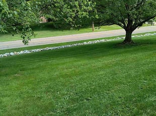 Alli T.'s grass maintenance service result
