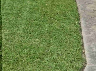 Charles W.'s grass cutting service result