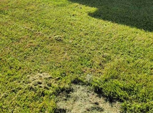 Takewa B.'s Landscaping service result