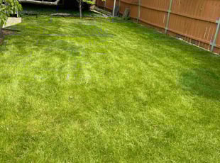 Kristen S.'s grass cutting service result