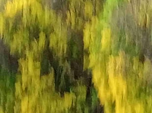 Max F.'s Bush Trimming service result