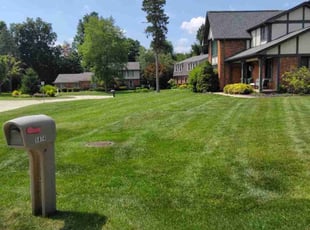 Shane T.'s grass maintenance service result