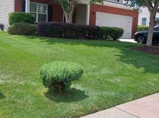 Tiffany B.'s lawn service service result