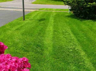 Lorelei L.'s lawn care service result