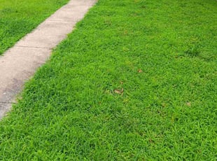 Becky B.'s turf care service result