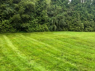 Tamara R.'s lawn maintenance service result