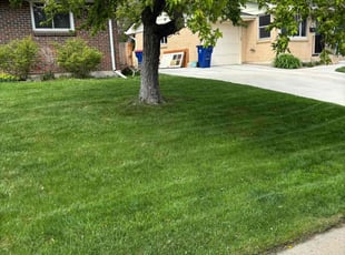 Mallory B.'s turf care service result