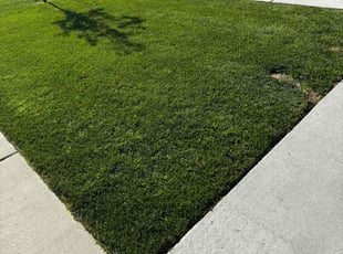Karyn B.'s lawn care services service result