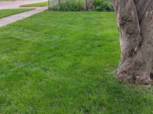 Washington P.'s lawn service service result