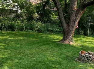 Thomas P.'s turf care service result