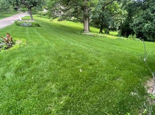 Dayna P.'s grass maintenance service result