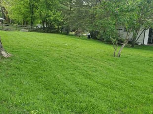Paula H.'s grass maintenance service result