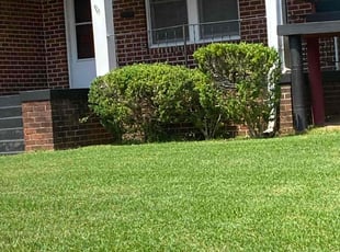 Lady S.'s Bush Trimming service result