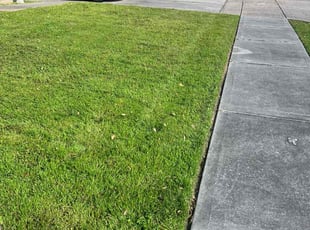 Weili C.'s turf maintenance service result