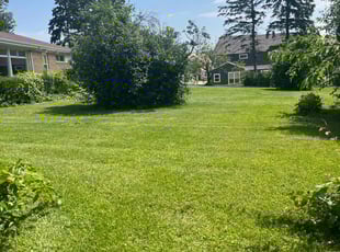 Sylwia G.'s grass maintenance service result