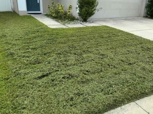 Alysia W.'s turf maintenance service result