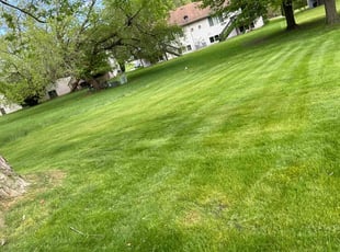 Jack P.'s lawn maintenance service result