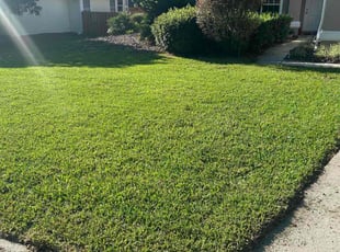 Suzanne W.'s lawn care service result