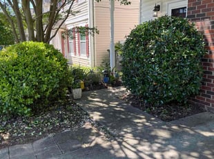 Maggie R.'s Bush Trimming service result