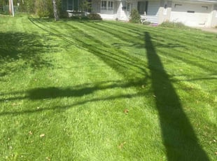 Anita T.'s grass cutting service result