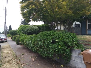 Kat R.'s Bush Trimming service result
