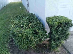 Antawnette B.'s Bush Trimming service result