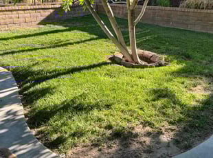 Sam W.'s grass cutting service result