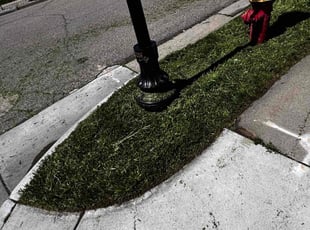 Stacie D.'s lawn care service result