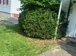 Timothy B.'s Bush Trimming service result