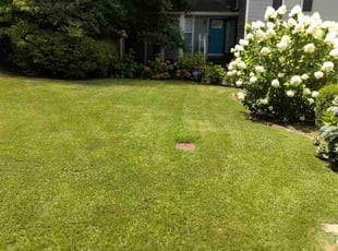 Amanda S.'s grass maintenance service result
