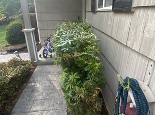 Tash G.'s Bush Trimming service result