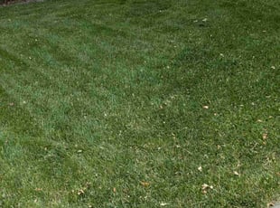 Jade M.'s grass cutting service result