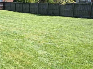 Natacha R.'s grass maintenance service result