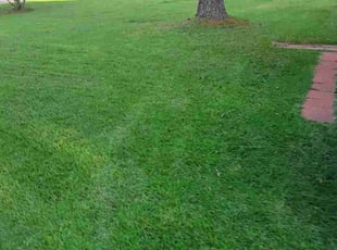 Susan B.'s lawn care service result
