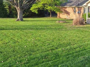 Diedre H.'s lawn care service result