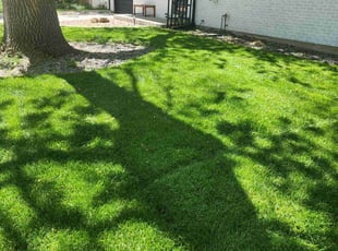 Zaya D.'s lawn care services service result