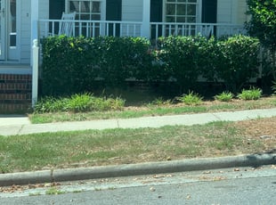 Lei C.'s Bush Trimming service result