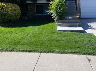 Shirley C.'s Bush Trimming service result