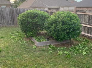 Todd L.'s Bush Trimming service result