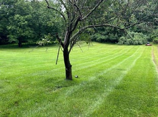 Cheri D.'s turf care service result