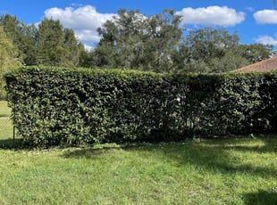 Don H.'s Bush Trimming service result