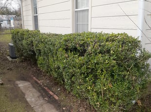 Opal D.'s Bush Trimming service result