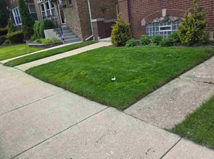 Brenda R.'s turf care service result