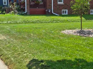 Sylvester D.'s lawn care services service result