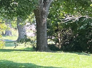 Aoife C.'s lawn maintenance service result
